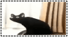 a cat in content aware scale, slowly getting longer and more distorted